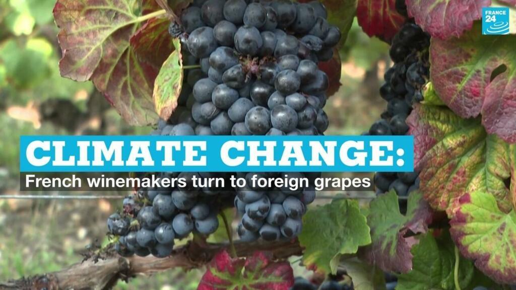 In historic shift, French winemakers adopt foreign grapes to tackle climate change